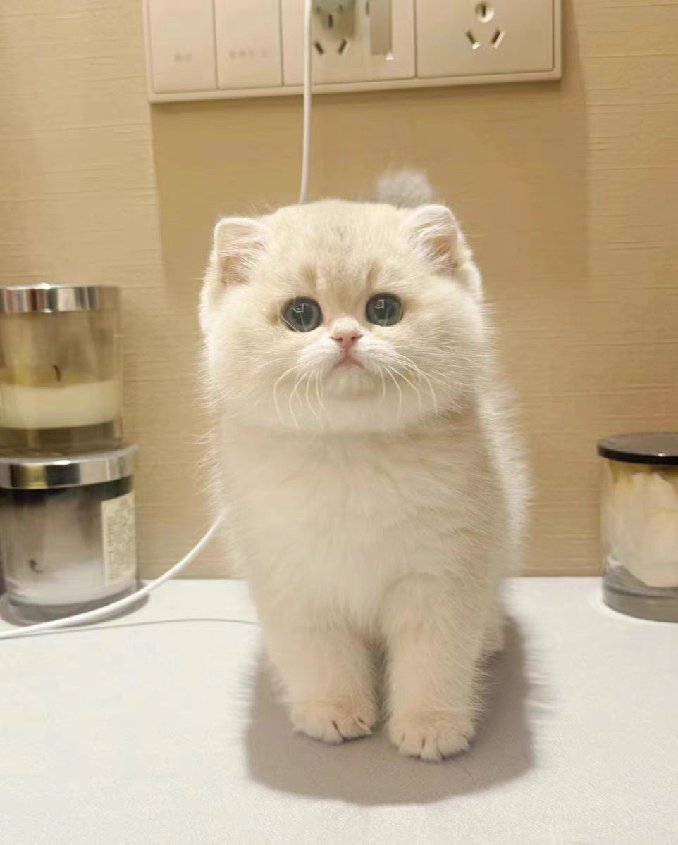 猫舍直销批发价格出售长毛蓝金渐层